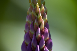 Macrofotografie in Limburg