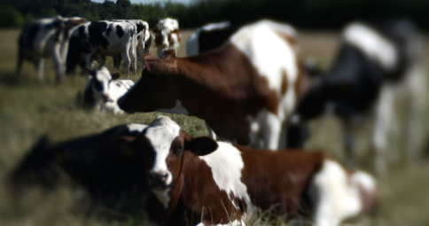 Dieren in het landschap