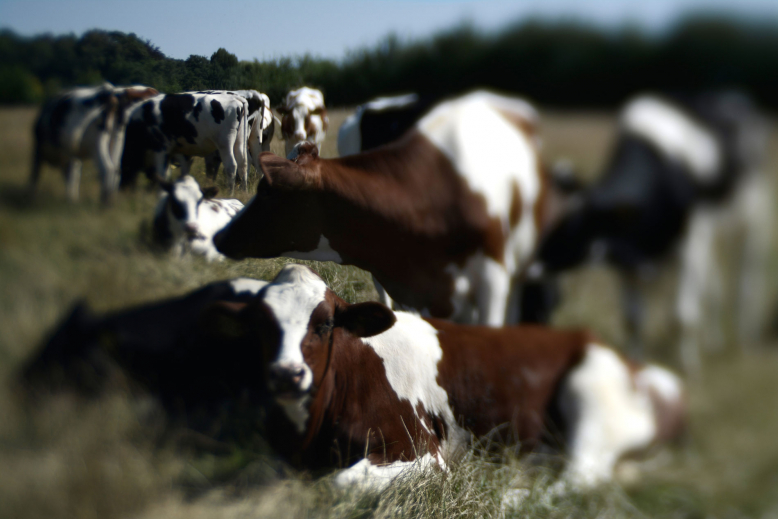 Dieren in het landschap