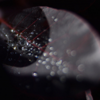 Workshop macrofotografie
