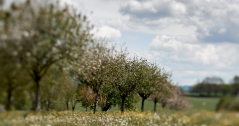 Voorjaar in het Limburgse landschap