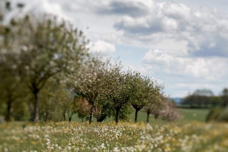 Voorjaar in het Limburgse landschap