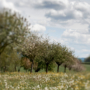 Voorjaar in het Limburgse landschap