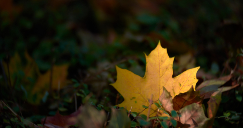 Herfst kleurplaat