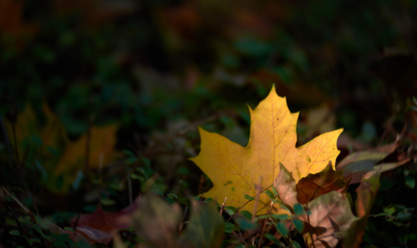 Herfst kleurplaat