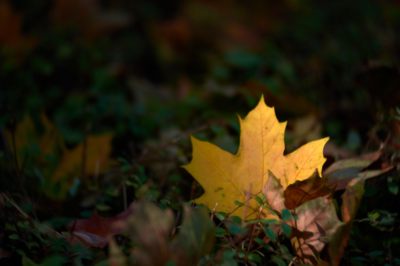 Herfst kleurplaat