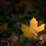 Herfst kleurplaat